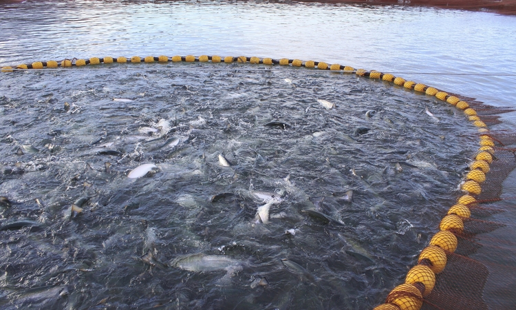 Las acciones de Sernapesca Aysén para reforzar la fiscalización a la salmonicultura