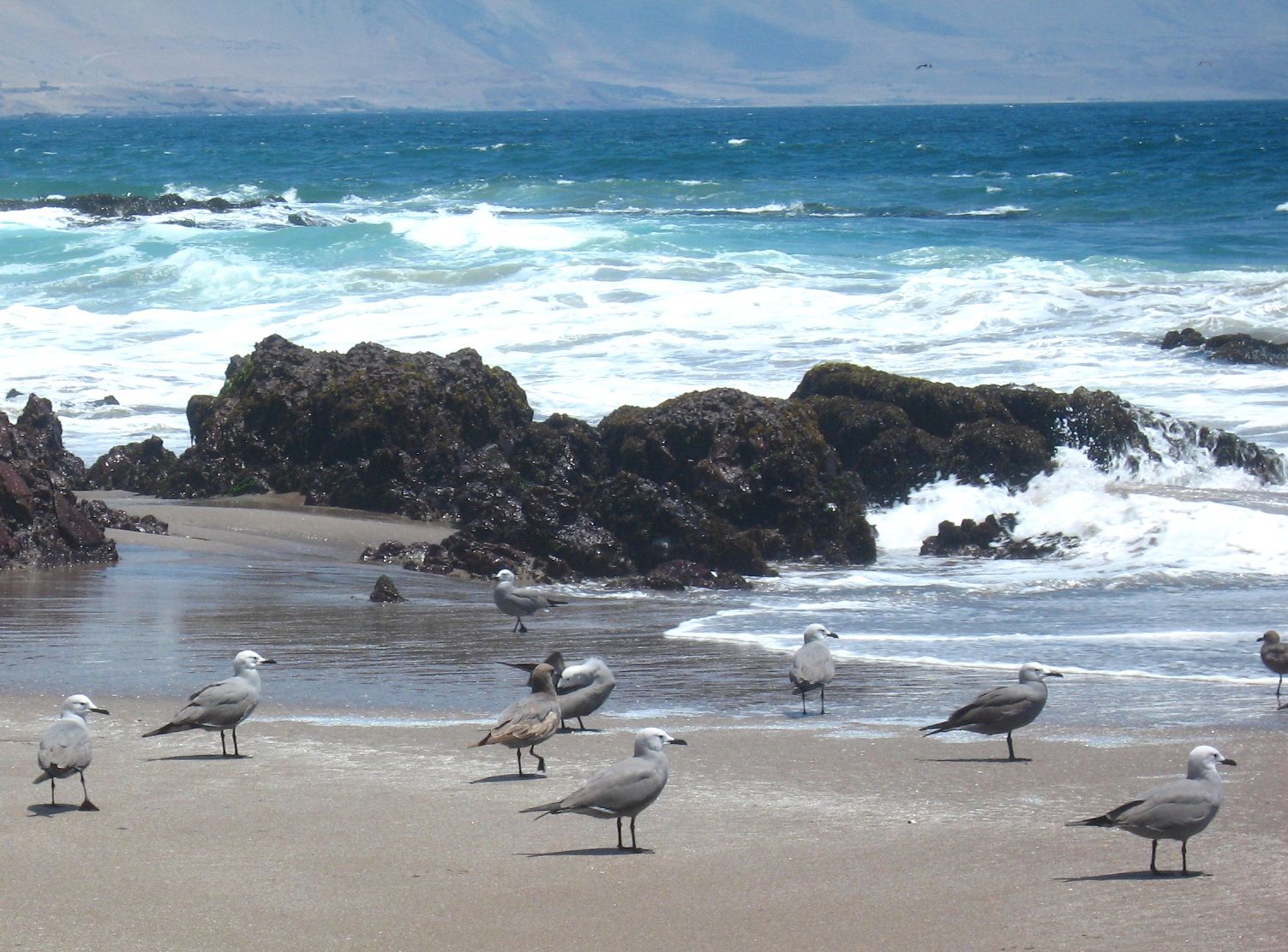 Fauna costera del norte comienza a recolonizar espacios luego del cierre de playas por coronavirus