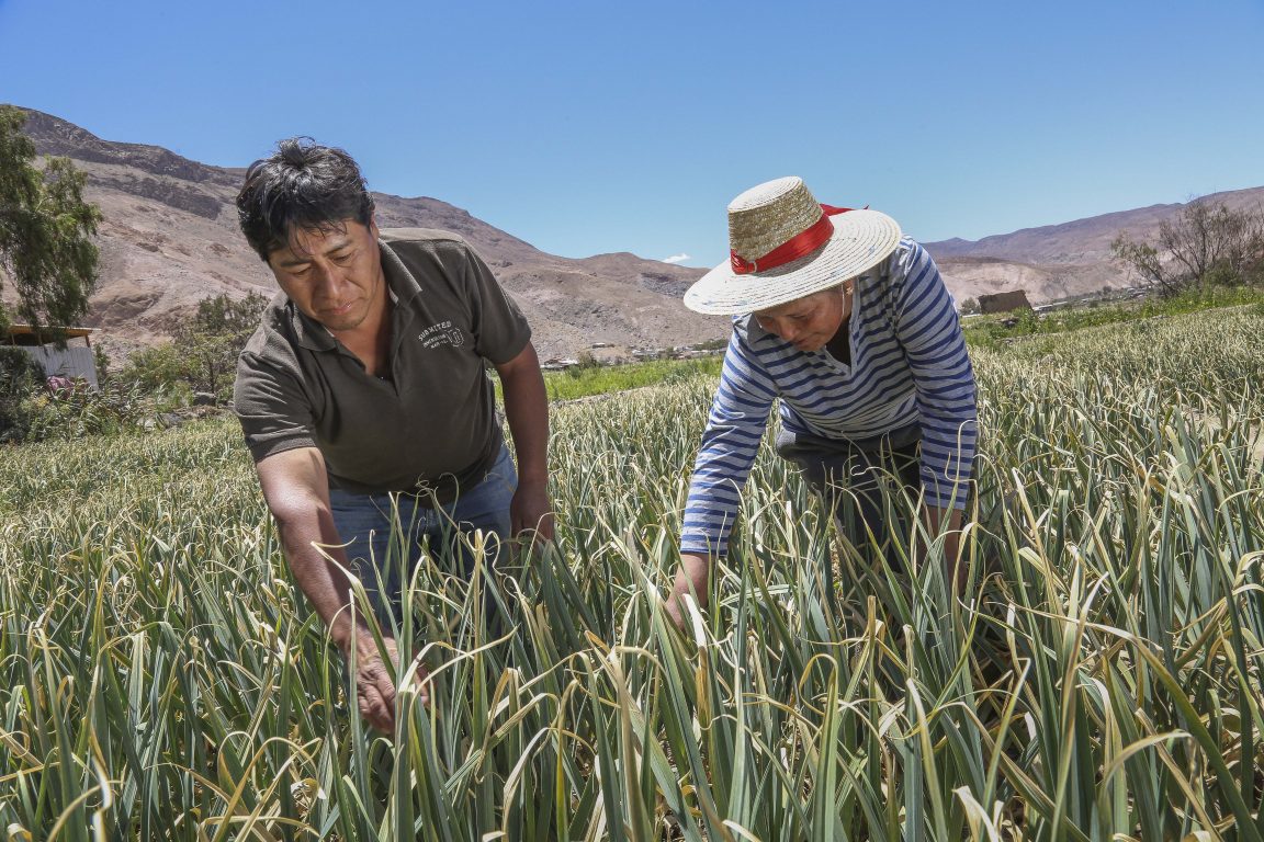 Indap presenta amplio paquete de medidas para apoyar a pequeños agricultores ante la propagación del COVID-19 y la sequía