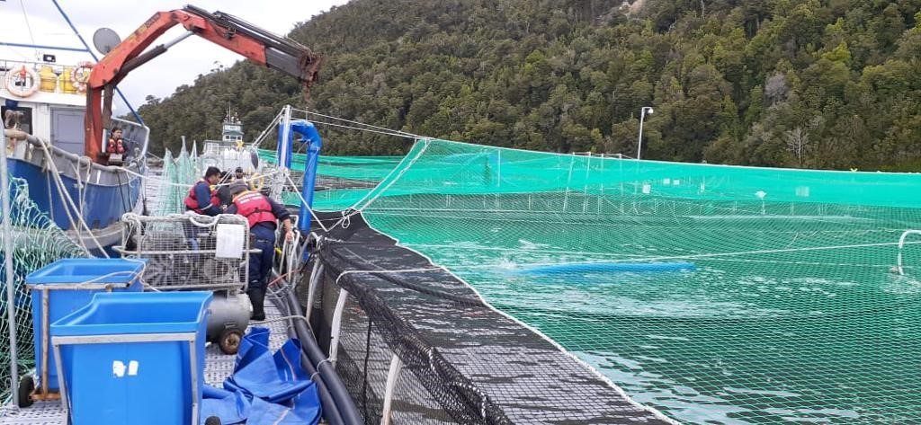 Activan plan de contingencia por mortalidad masiva en centro de Marine Farm
