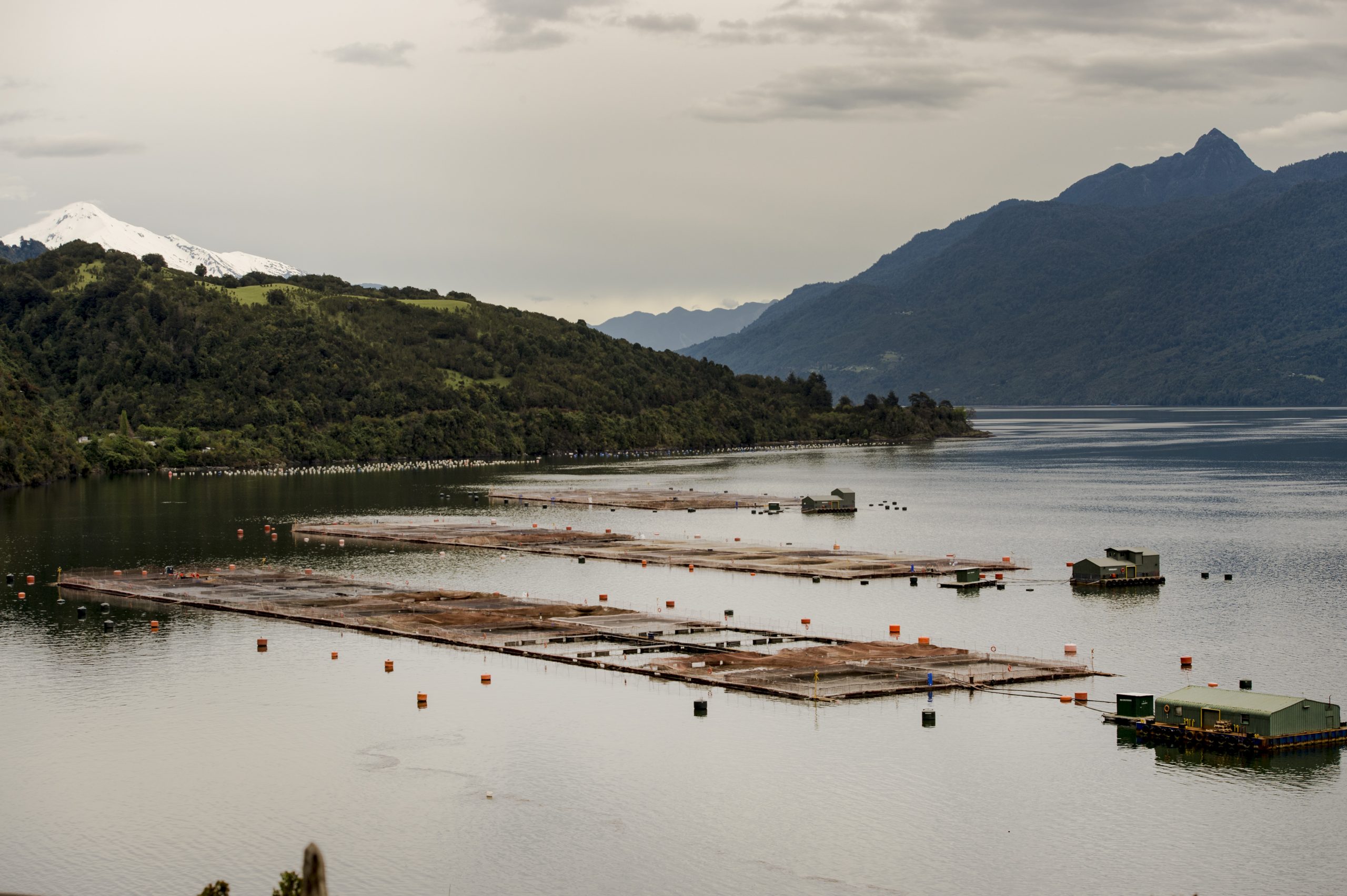 Cermaq cierra dos plantas acusando temas regulatorios e industria operará tres meses a media capacidad