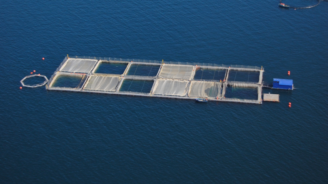 Chiloé: Sernapesca fiscaliza mortandad de salmones en centro de cultivo de la comuna de Puqueldón