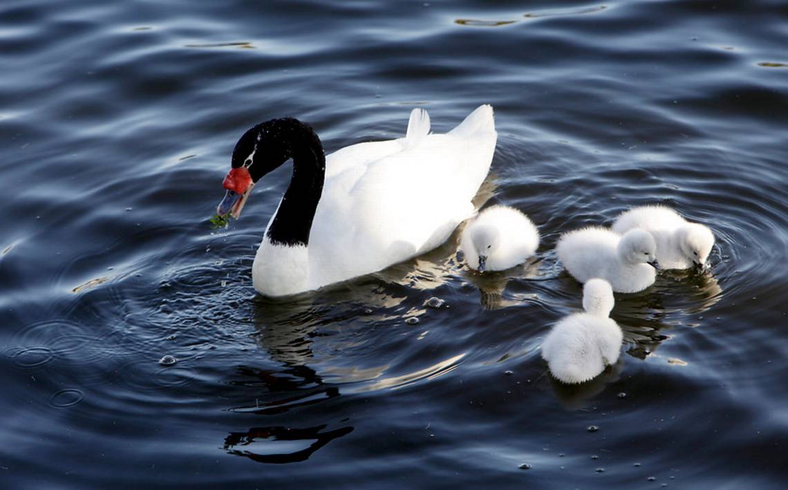 Baja el número y la reproducción de cisnes de cuello negro en Santuario del Río Cruces