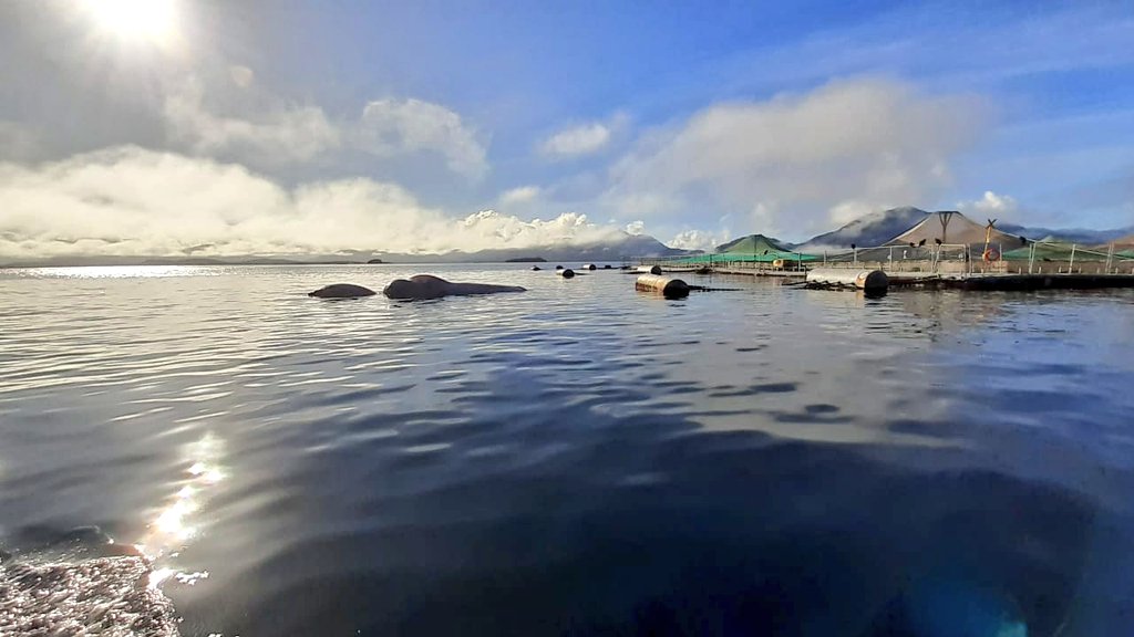 Sernapesca examinó ballena muerta en centro de cultivo e instruyó acciones para evitar nuevos enmallamientos