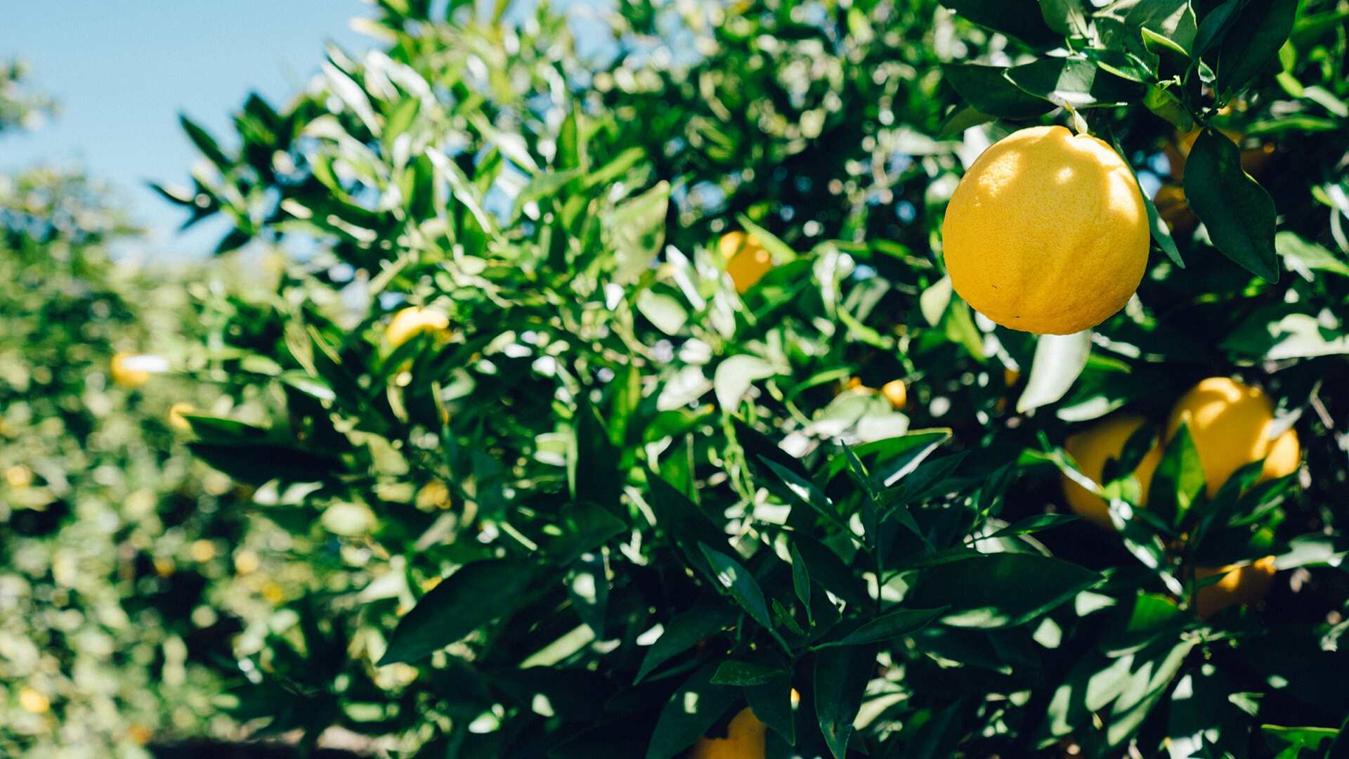 Tras 20 años de espera: China autoriza la entrada de frutos cítricos chilenos a su mercado