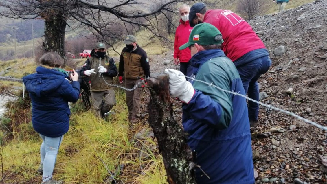 Presentan ambicioso proyecto de corredor biológico del huemul en Parque Nacional Cerro Castillo