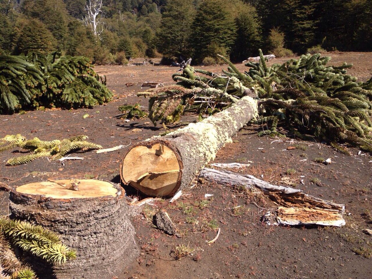 A la Suprema cambio de bosque nativo por plantaciones