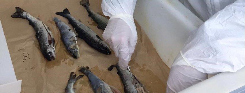 Supervisan eliminación de peces tras confirmación de virus ISA en piscicultura