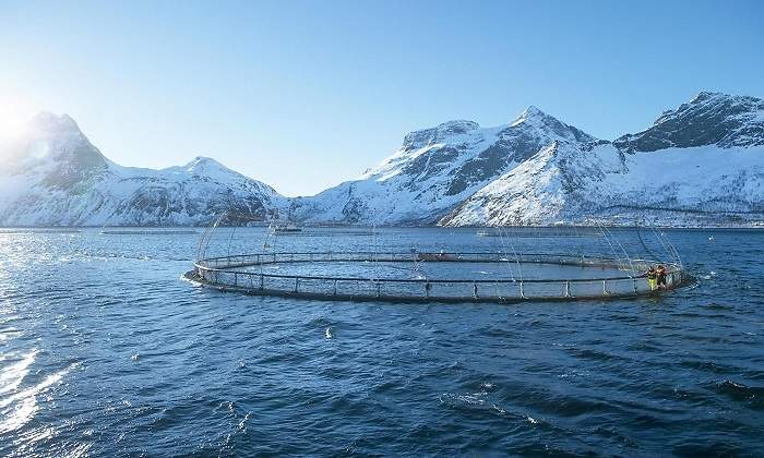 NSC: “Los vínculos que se están estableciendo entre el salmón y el brote del virus son lamentables”