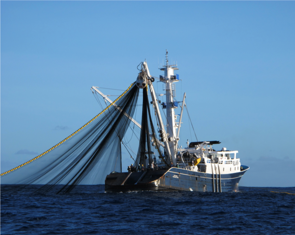 Subpesca deroga reglamento que permitía capturar recursos de consumo humano para harina y aceite de pescado