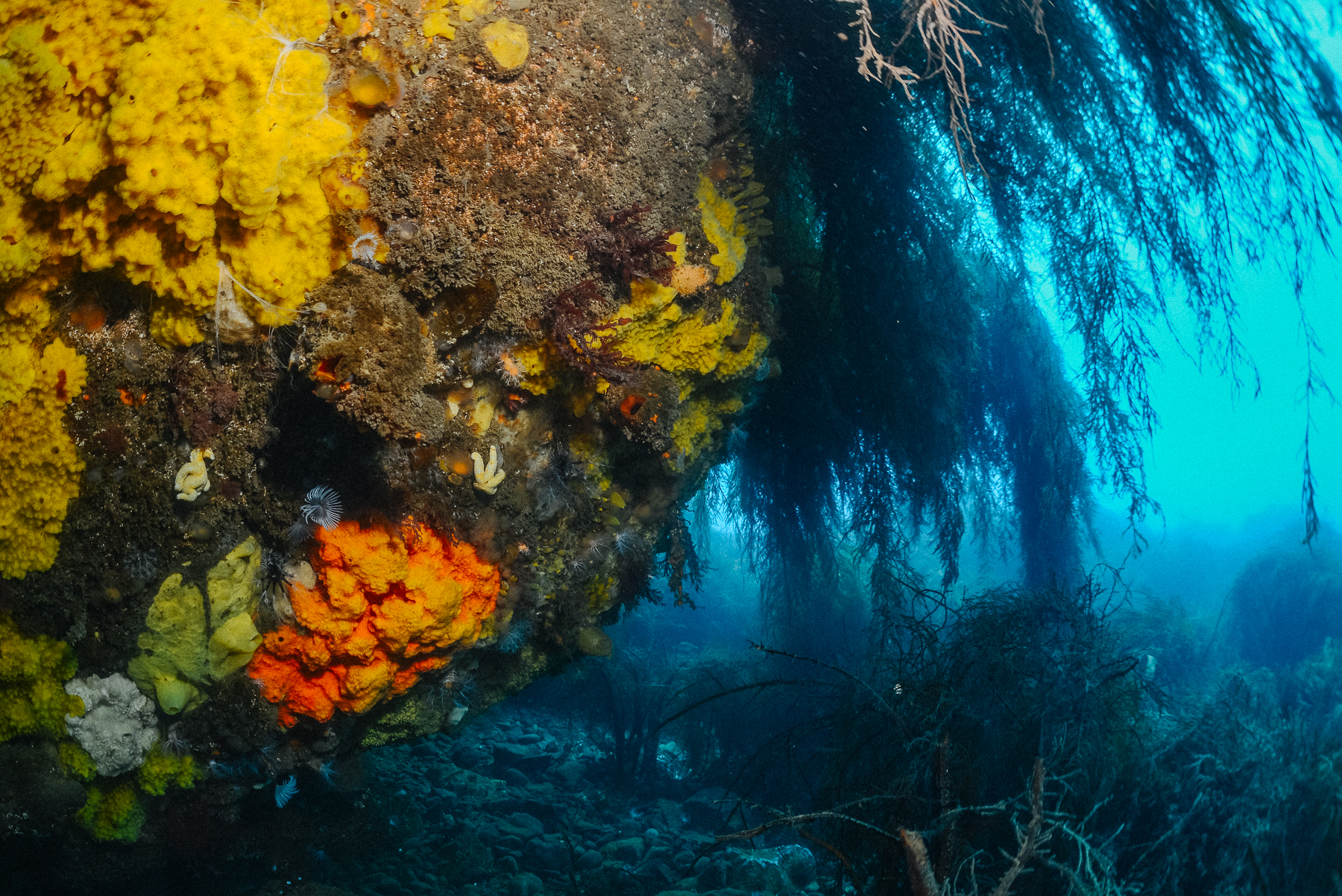 Derretimiento de glaciares podría cambiar y disminuir la biodiversidad marina antártica