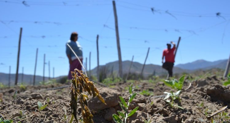 Conaf da cuenta que cerca del 22% del territorio nacional está en riesgo de desertificación