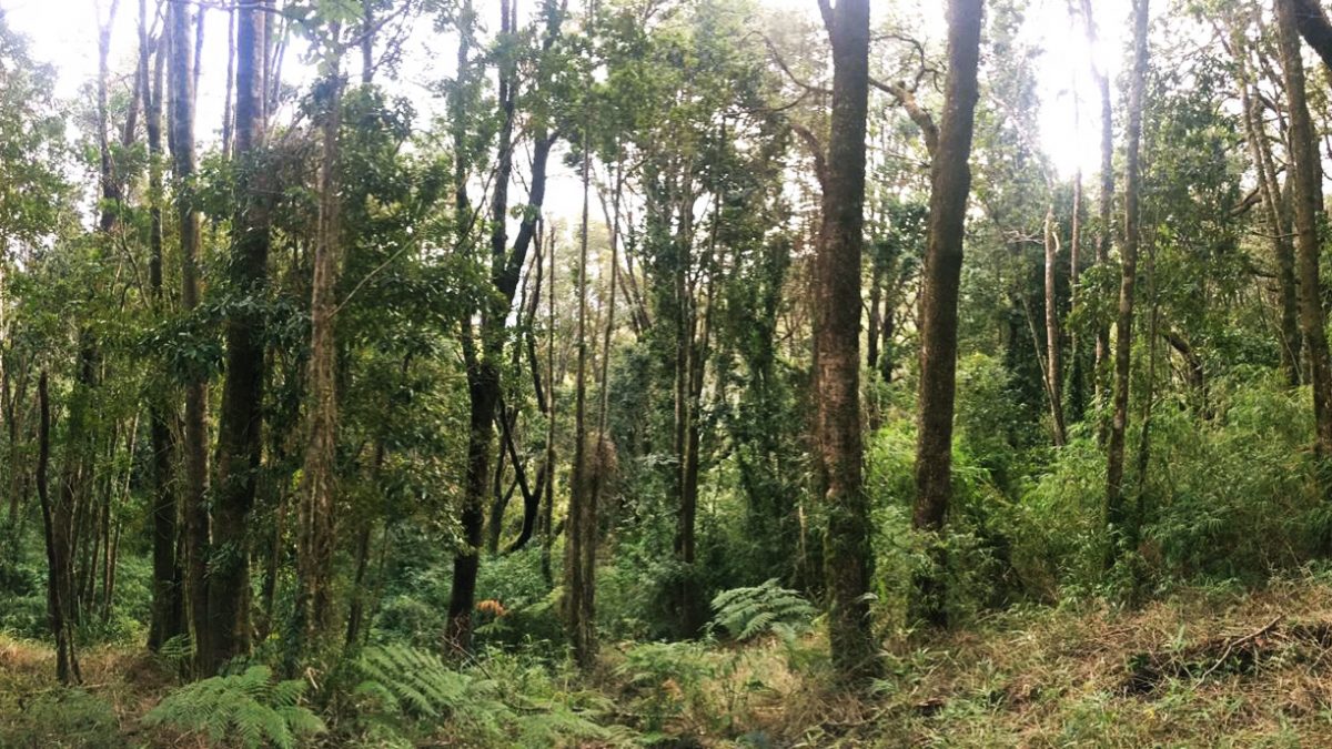 CONAF anuncia importantes incorporaciones a la Ley de Bosque Nativo –  Fundación Terram