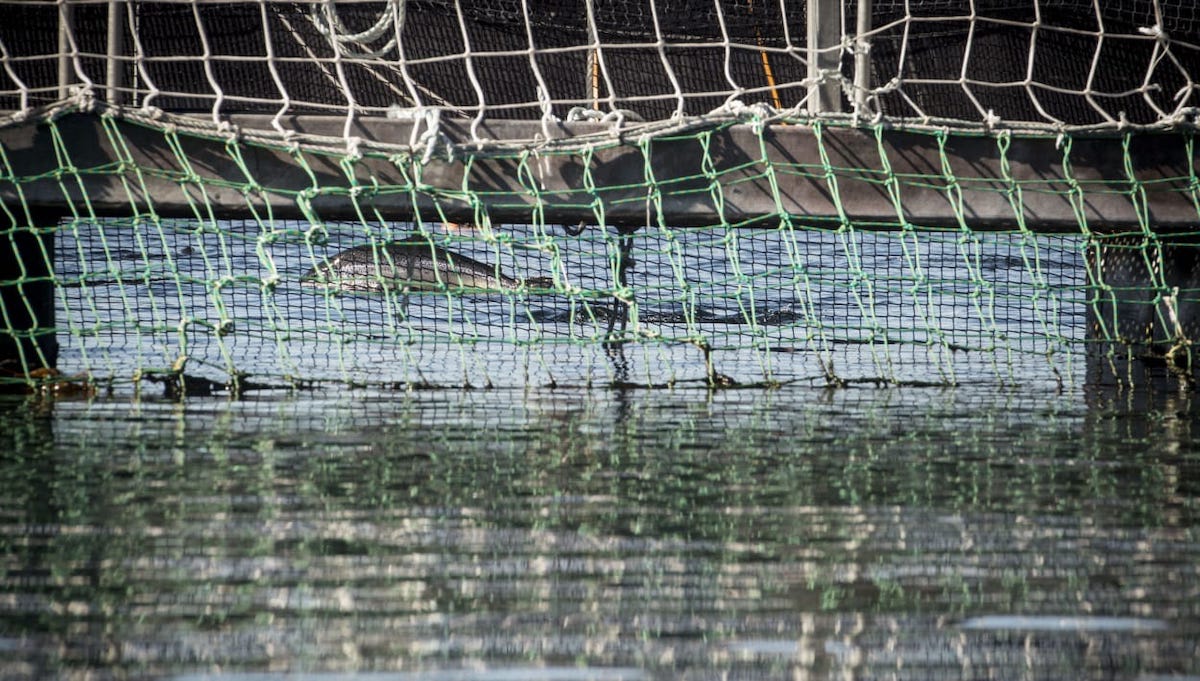 Exigen a Blumar determinar biomasa de salmones hundida en centro Caicura