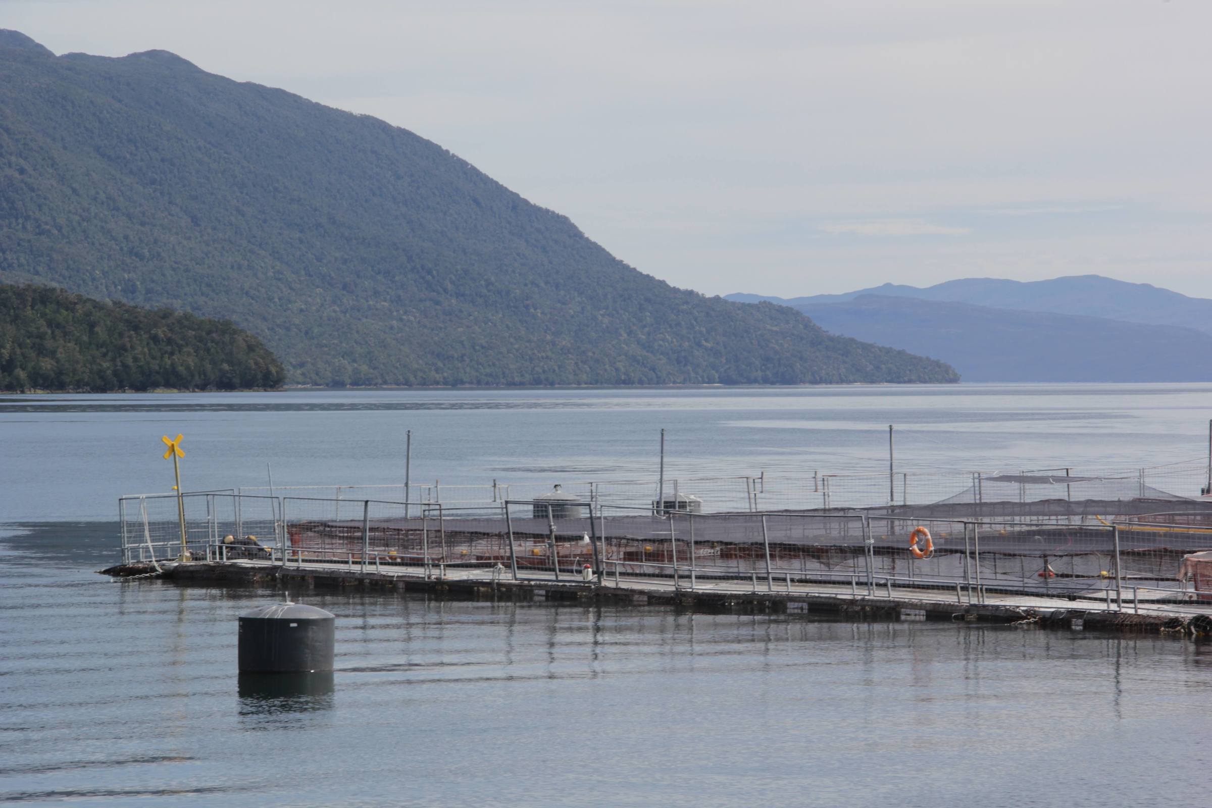 Masiva fuga de salmones en Los Lagos: ¿cuáles podrían ser sus impactos?