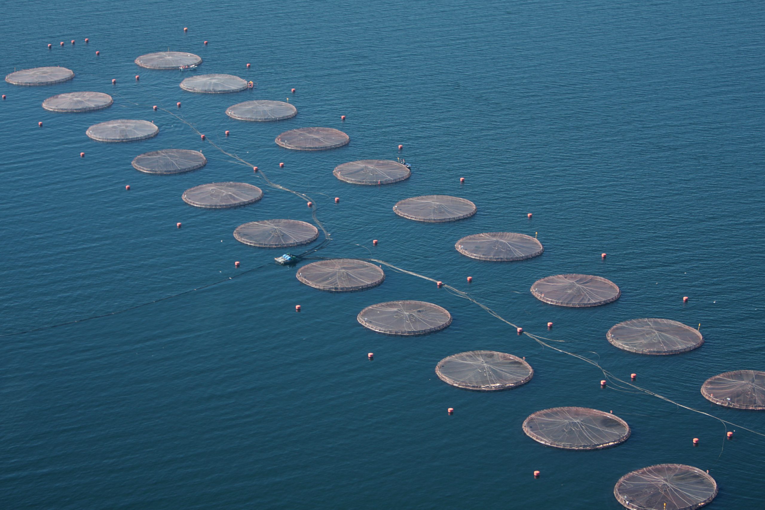 Blumar inicia plan de recaptura de cerca de 800 mil de salmones que escaparon de centro de cultivo