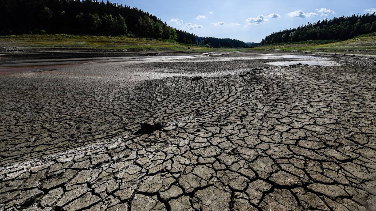 De no frenarlo, el cambio climático extinguirá el 48% de las especies