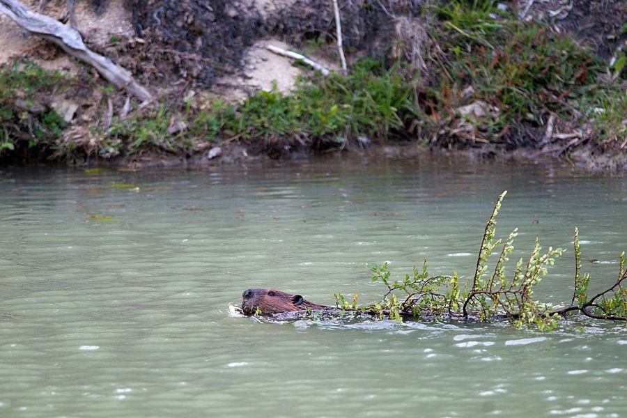 Castores: estudio mide las millonarias pérdidas que esta especie ha dejado tras siete décadas de invasión en Chile