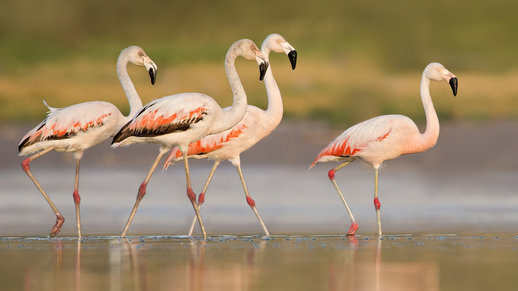 Gracias a las lluvias los flamencos chilenos volvieron a la Reserva El Yali de Santo Domingo