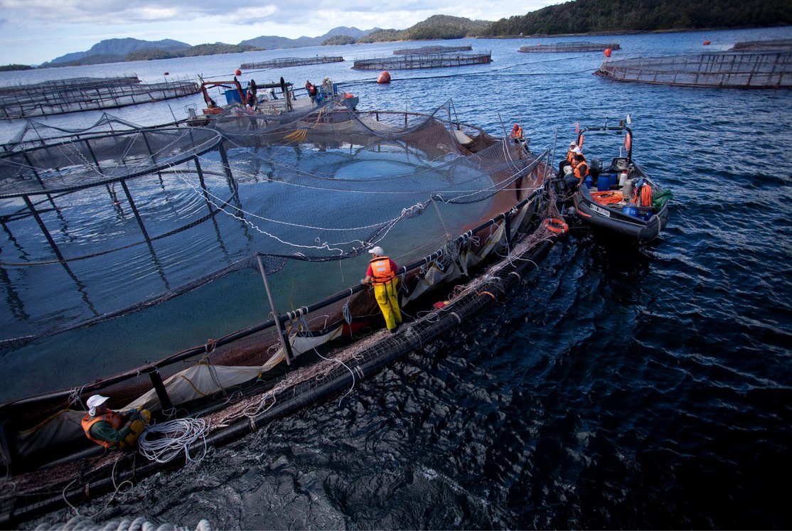 Contraloría: Detectan falta de fiscalización a salmoniculturas por parte de organismos estatales