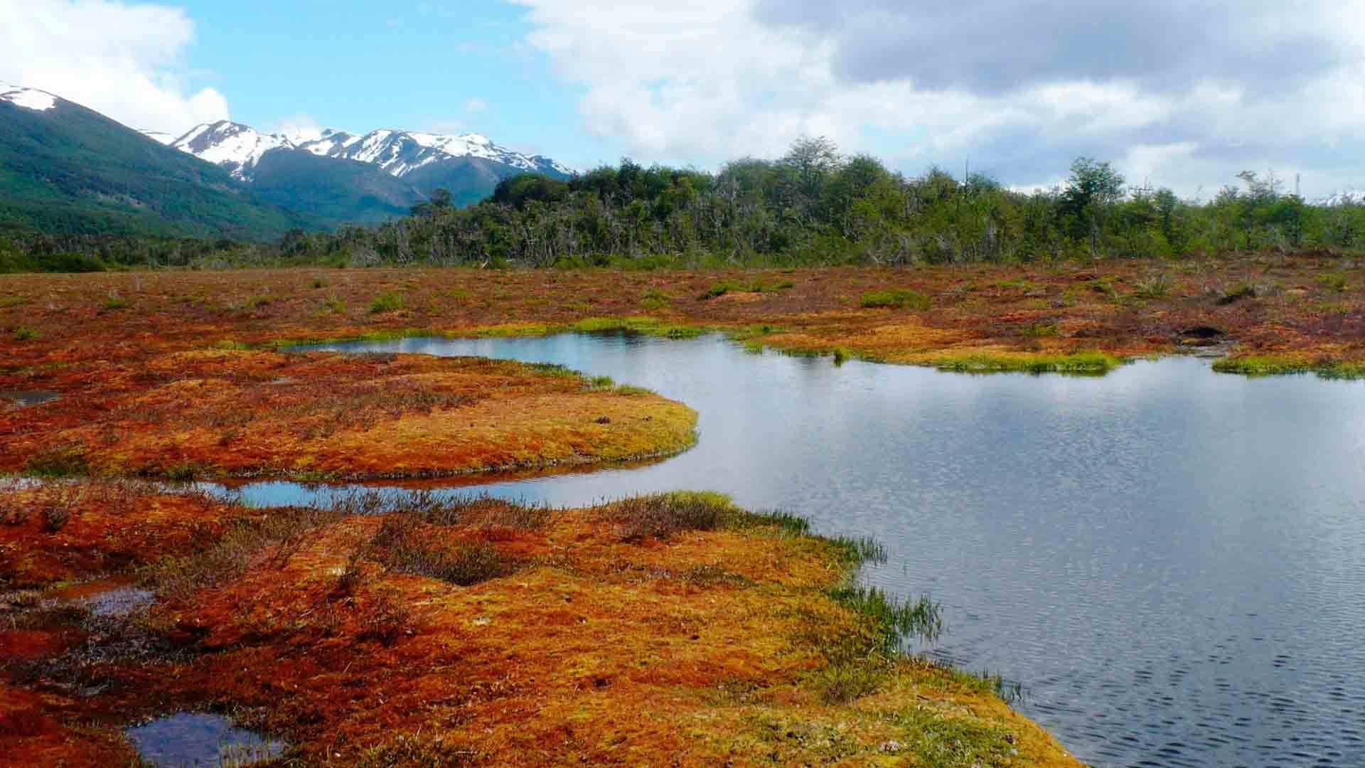 Explotación de turberas en Chile pone en peligro ecosistema clave para combatir el cambio climático