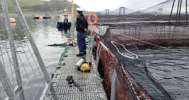 Suprema ordena que salmonera entregue información a Sernapesca