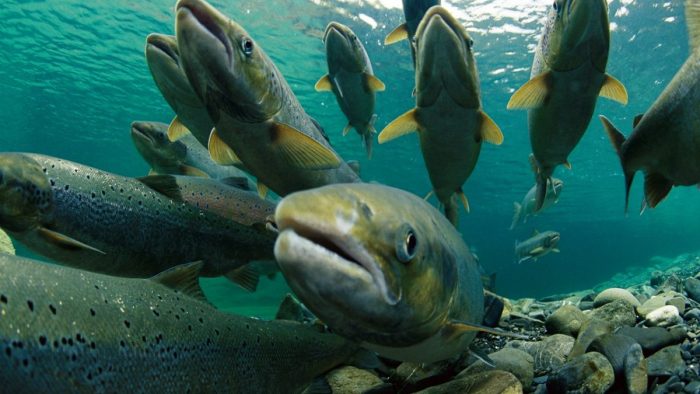 El impacto voraz de la fuga de salmones en el sur de Chile