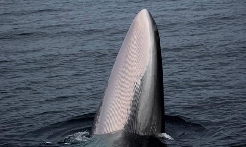 Coinciden en realzar el Golfo Corcovado en Chiloé tras avistar ballenas en peligro de extinción