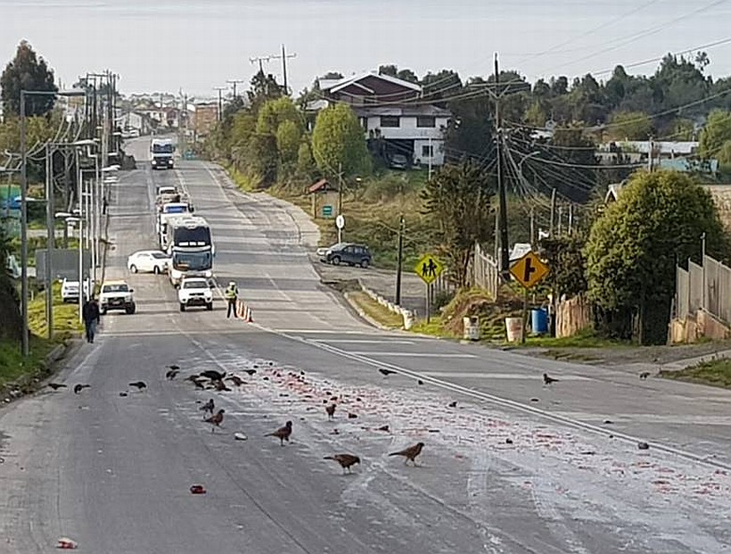 Chiloé: encienden la alerta por eventual contaminación en humedal