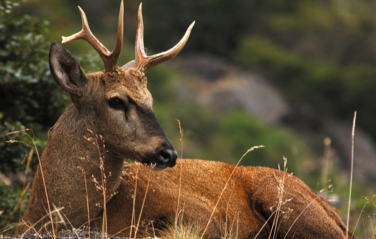 Reserva de la Biósfera de Ñuble y Biobío, el último esfuerzo por evitar la extinción del huemul de la zona central