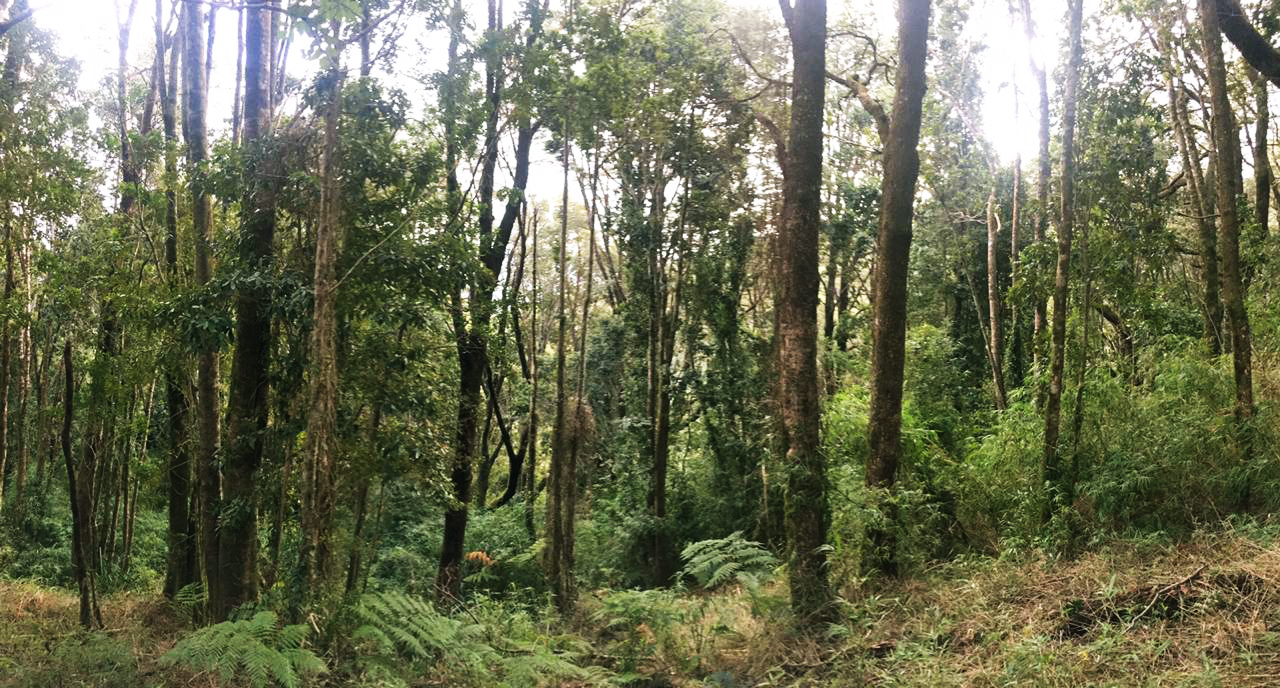 Estudio revela que en 16 años Chile redujo su bosque nativo en casi cuatro veces la superficie del Gran Santiago