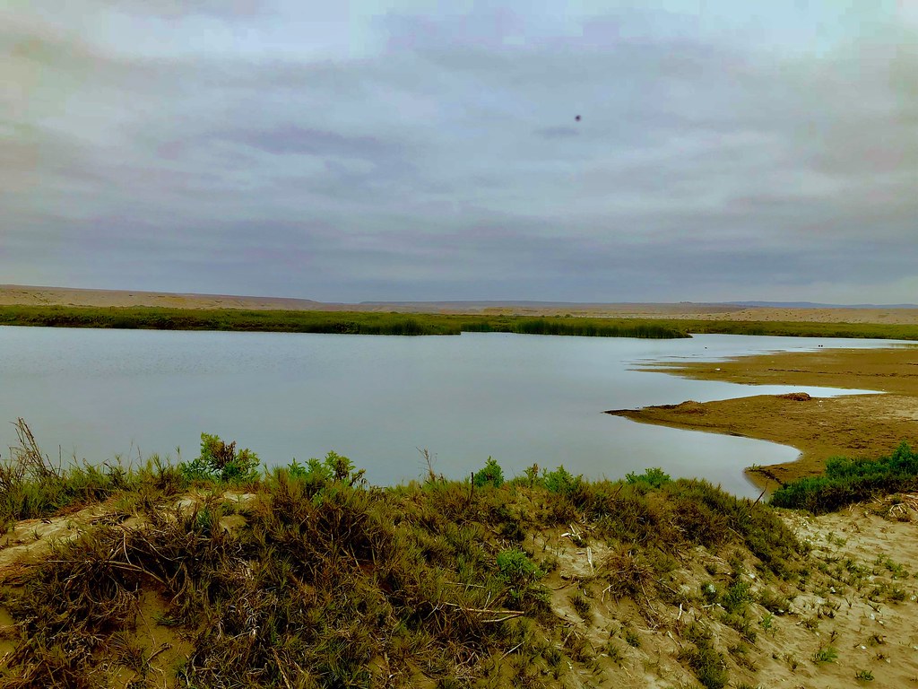 Ya es oficial: El humedal de la desembocadura del Río Copiapó fue declarado “Santuario de la Naturaleza”