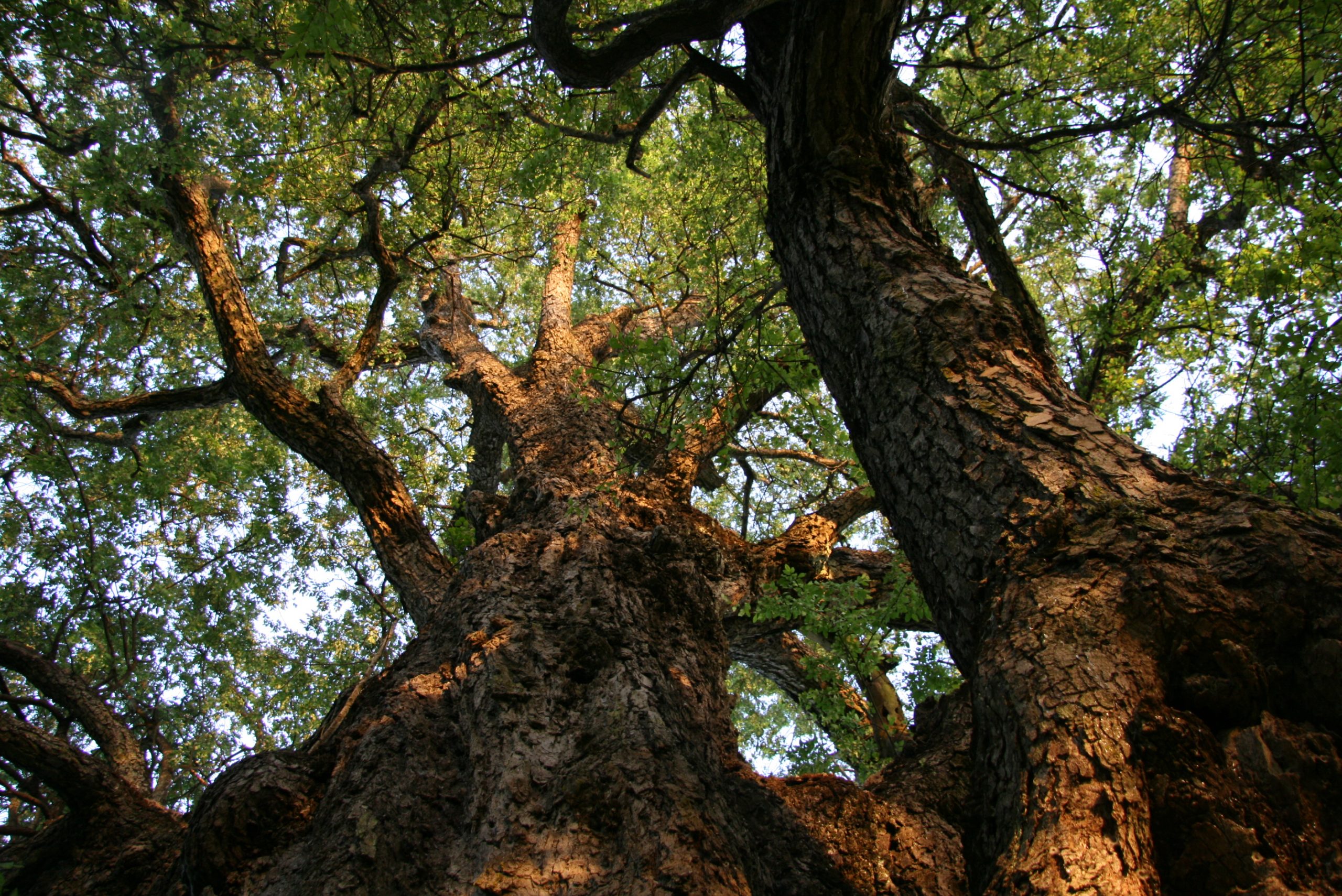 El cambio climático estaría afectando el crecimiento de los bosques de roble