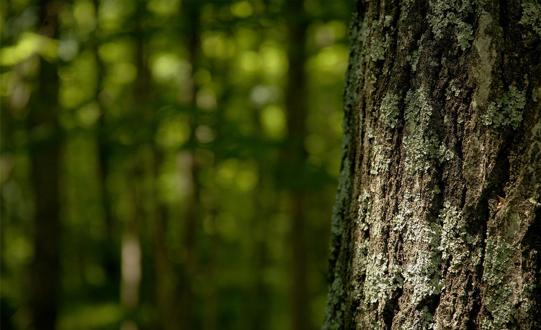 El inmenso poder de los bosques del sur: estudio detecta que almacenan tres veces más carbono por hectárea que la Amazonía