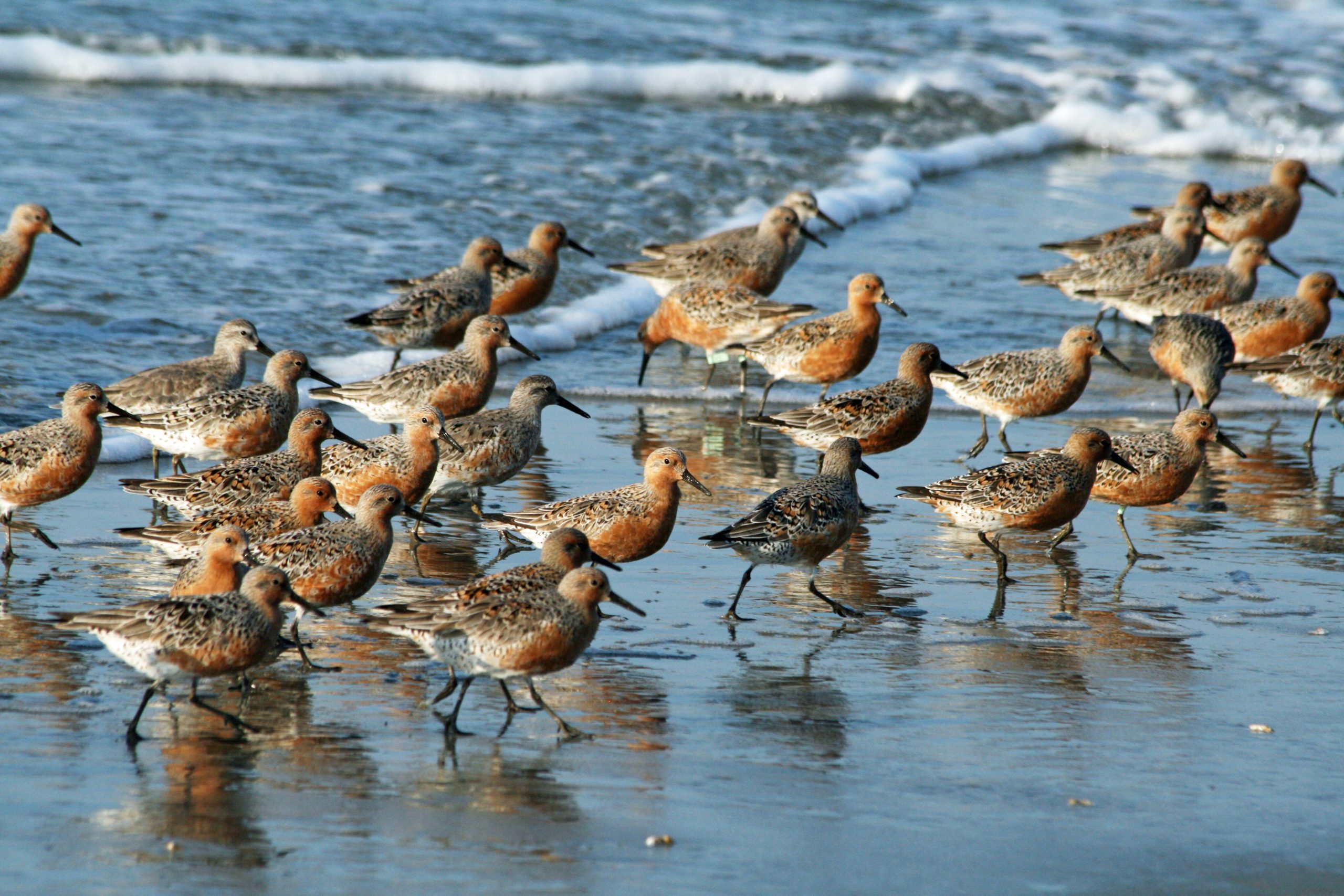 MMA coordina iniciativas por la conservación de las aves playeras