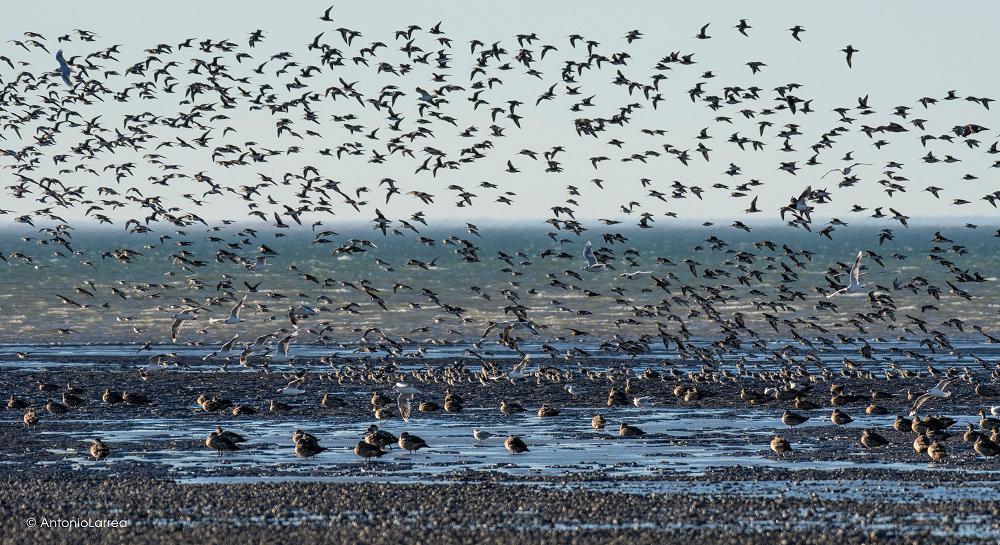 Se inicia implementación de Santuario de la Naturaleza en Bahía Lomas