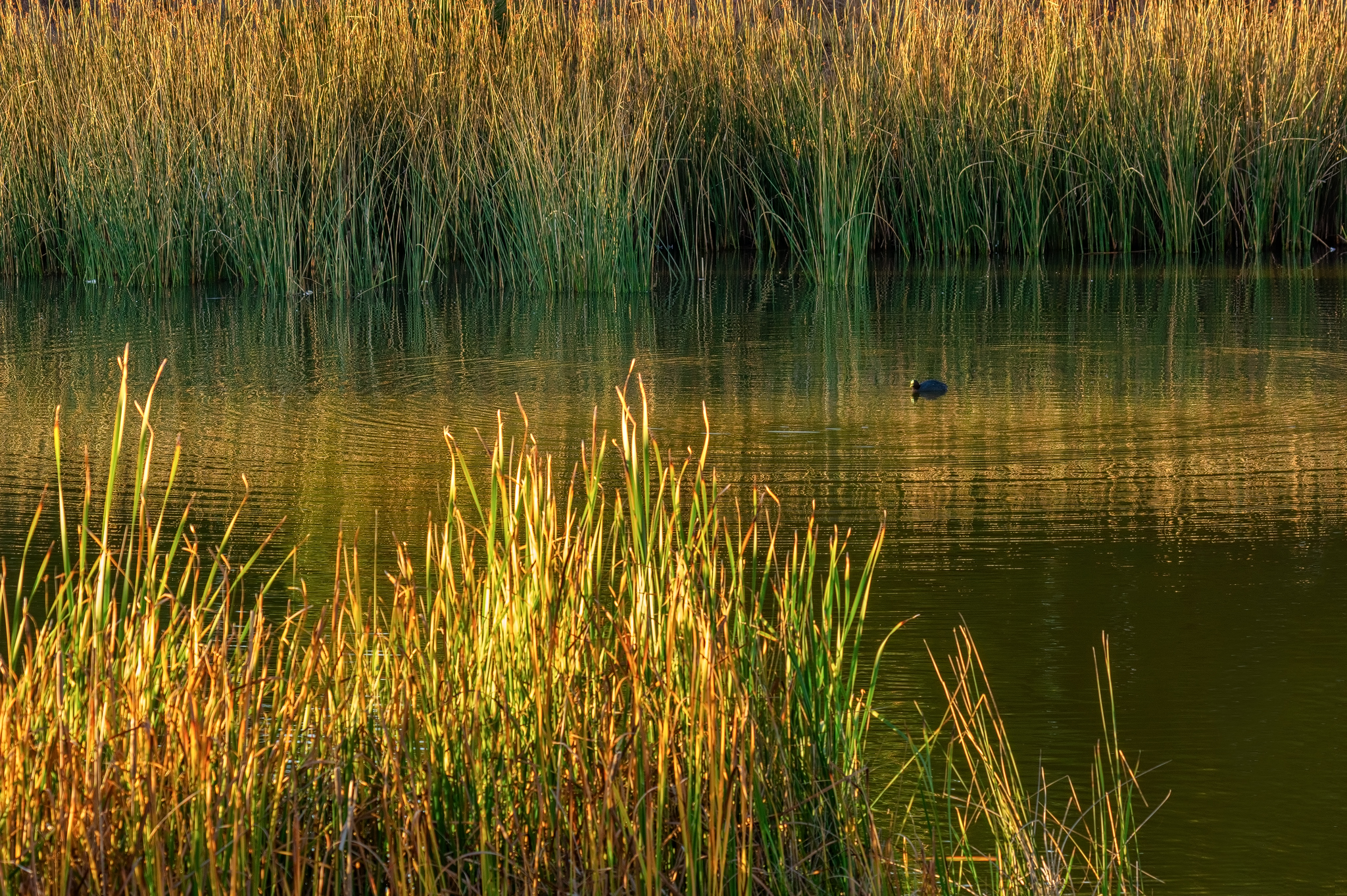 Plan Nacional de Humedales suma tres santuarios de la naturaleza y supera las 231 mil hectáreas protegidas