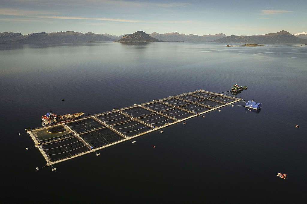 Salmonicultores de Magallanes crecerían 44% en nuevo período de siembras