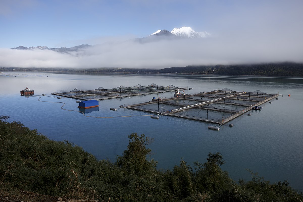 ¿Es suficiente? El proyecto de ley que busca exigir a las salmoneras que limpien los fondos marinos