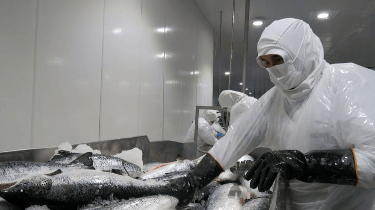 Planta de salmón en Magallanes retoma operación tras detectar casos Covid-19