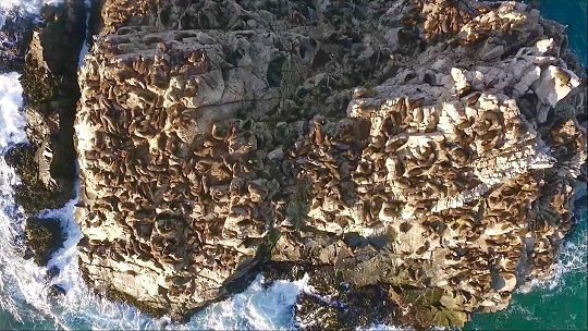 Marejadas intensas serían las responsables de varazones masivas de crías de lobos marinos