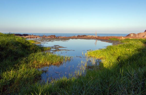 Antofagasta: Humedal La Chimba fue declarado santuario de la Naturaleza