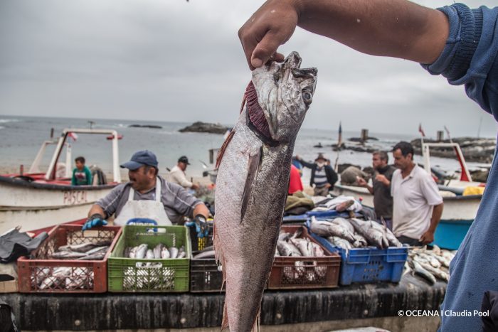 Segundo Tribunal Ambiental acoge reclamación en contra del Ministerio de Economía por la modificación de la cuota de captura de merluza