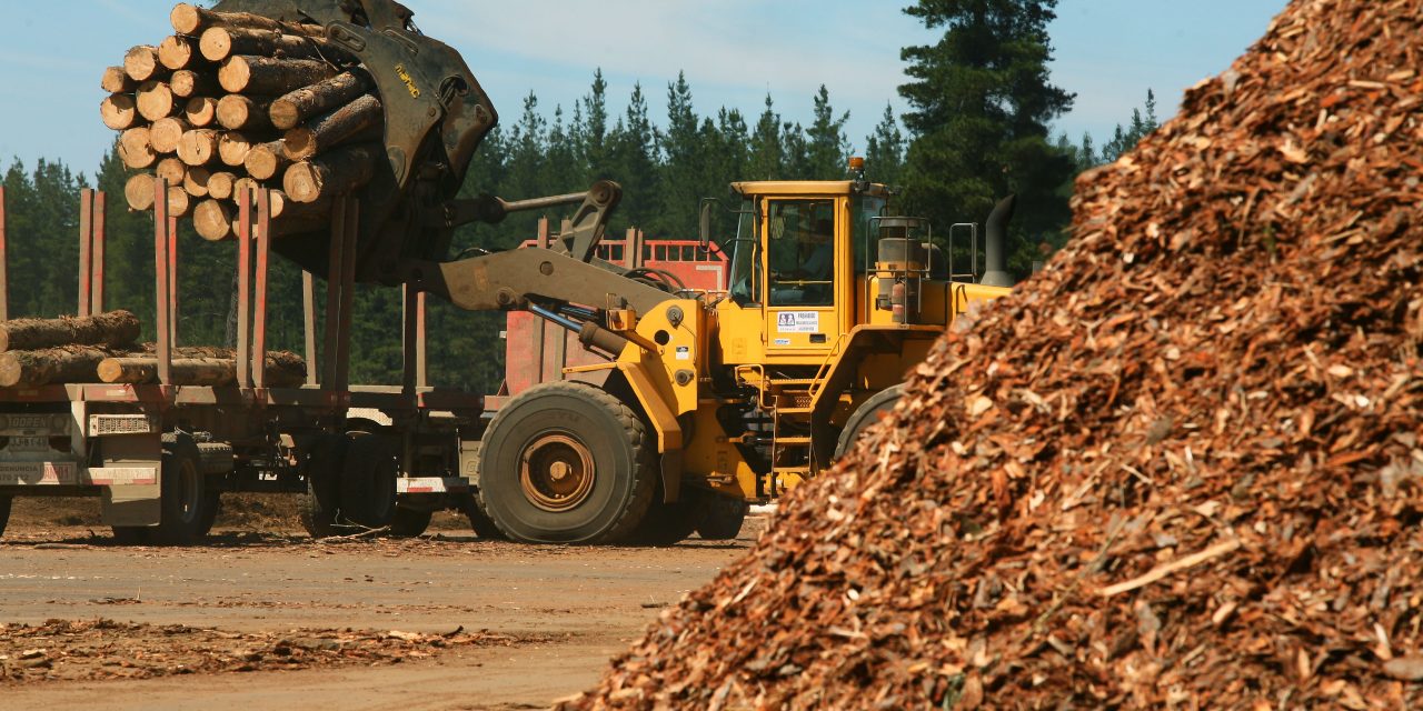 Matte y Angelini: el duopolio forestal que bloquea las reivindicaciones de tierras mapuche