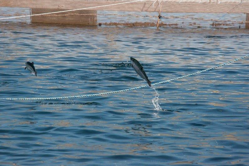 Se abre debate para salida de las salmoneras desde los lagos tras el sabotaje y fuga de 60 mil peces