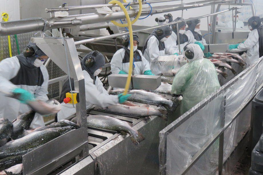 Autoridad sanitaria prohíbe funcionamiento a dos plantas de Salmones Aysén