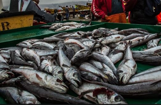 Llaman a preocuparse de la sobreexplotación de la merluza todo el año y no solo en época de veda