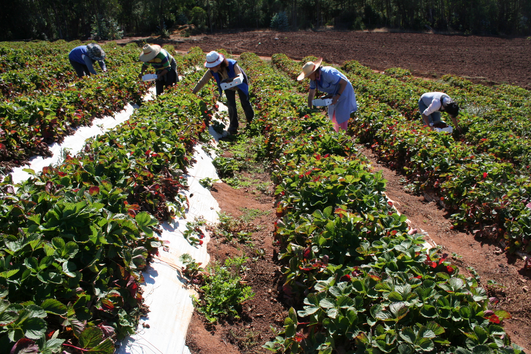 Comisión de Agricultura despachó nueva regulación en materia de fertilizantes y bioestimulantes