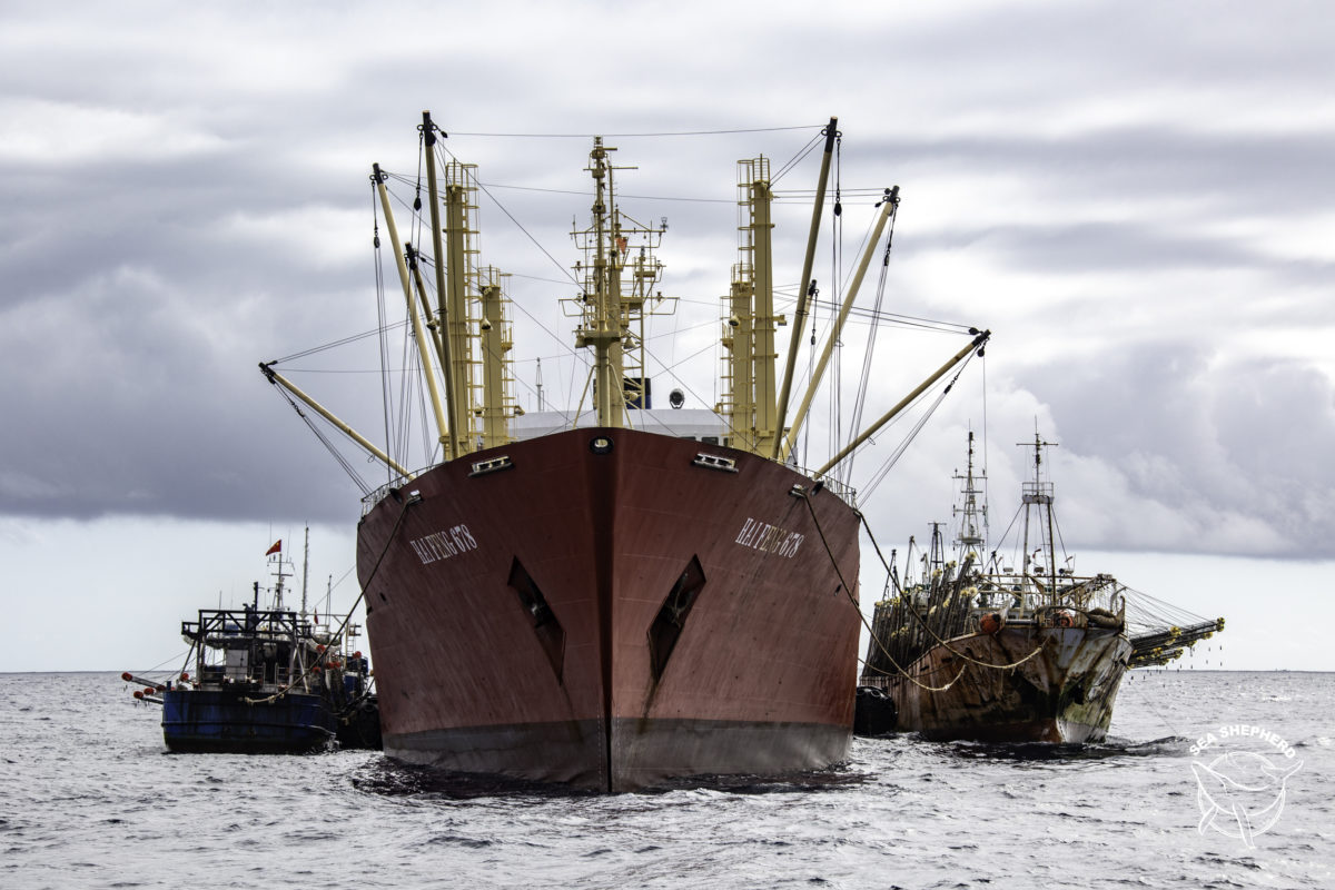 Sernapesca: Flota china concluyó su navegación frente a las costas chilenas sin incumplimientos