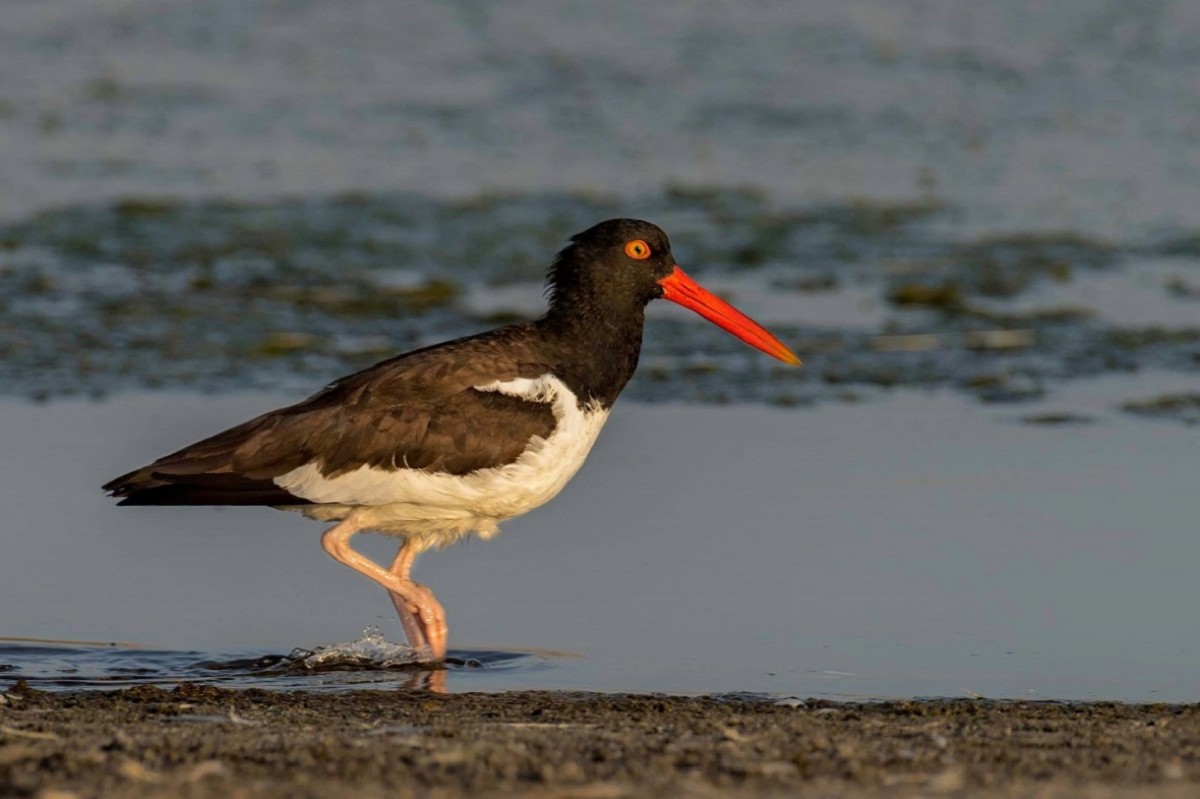 El urgente desafío de resguardar y conservar a las asombrosas aves playeras de Chile